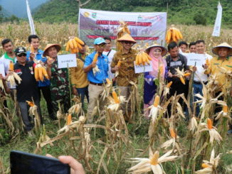 Gubernur dengan sejumlah Kepala OPD dan Wabup Ferizal Ridwan sedang panen perdana jagung.