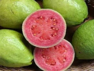Jambu Biji salah satu komoditi yang kini dikembangkan di Padang Pariaman,
