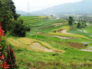 Salah satu pemandangan indah dari Nagari Andaleh ke arah timur desa itu.(foto.Yetti Harni).-