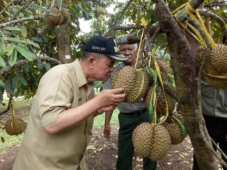 Wagub Nasrul Abit saat mencium aroma durian unggul yang dikembangkan Balitbu Aripan, Solok.