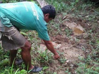 Warga menunjukkan jejak harimau di nagari Aia manggih Barat.