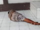 Orang gila yang tidur di gedung DPRD Kab. Padang Pariaman.