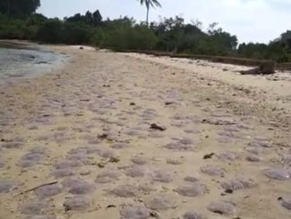 Ubur-ubur yang ditemukan mati di pantai Mandeh dan Sungai Pisang.