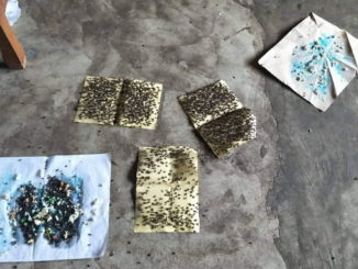 Pemakaian perangkap lem, salah satu usaha masyarakat mengantisipasi hama lalat.