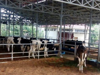 Taman sapi perah di Padang Panjang.