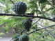 Salah satu buah di Dusun Pa'batteang.