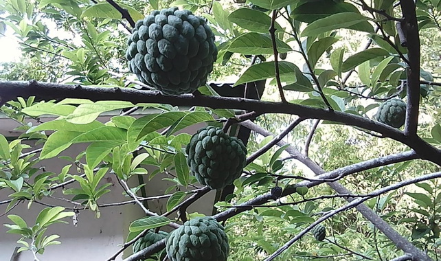 Salah satu buah di Dusun Pa'batteang.