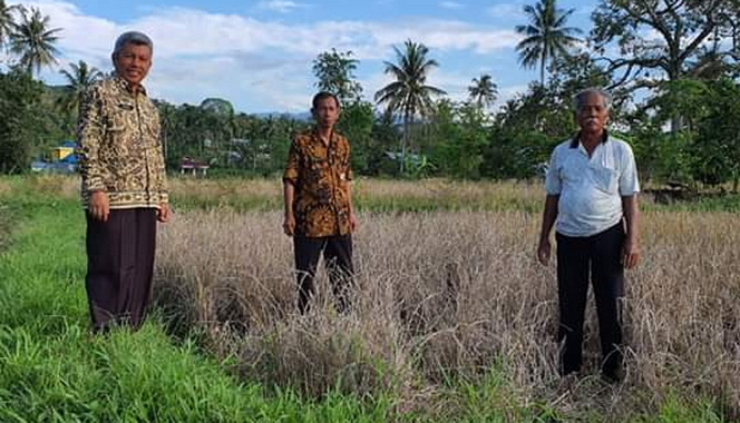 Kepala Dinas Pertanian Kota Padang Syahrial saat meninjau lokasi padi masyarakat