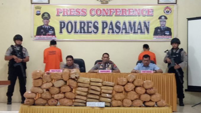 Ganja yang diamankan Polres Pasaman.