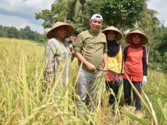Deri Asta saat ikut panen padi masyarakat Kota Sawahlunto.