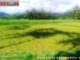 Sawah di Koto Rawang dan Sikabu yang mengalami kekeringan.
