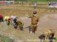 Walikota Sawahlunto Deri Asta ketika melakukan penanaman padi bersama kelompok tani batang kaluak Desa Kolok nan tuo, Kecamatan barangin.