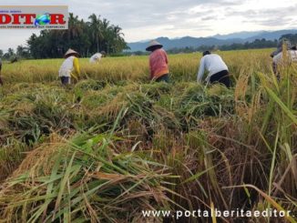 Areal persawahan di Pesisir Selatan.