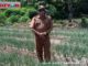 Nuzirman di ladang bawang masyarakat.