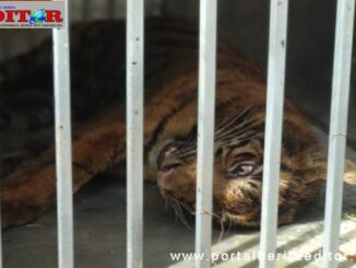 Harimau yang tertangkap di Lubuk Alung.