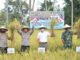Panen raya padi di Sungai Pisang, Padang.