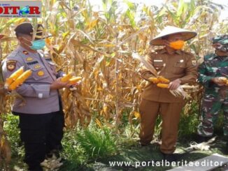 Wako Genius Umar saat panen raya jagung di Kota Pariaman.