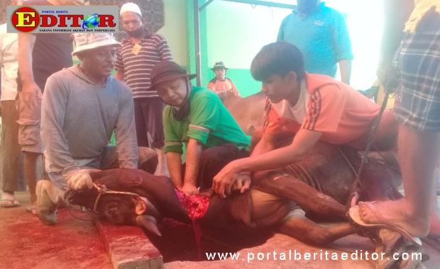 M. Fikar Datuk Rajo Magek,Ketua Masjid Al-Hijrah Blok A Delima IX Perumnas Belimbing Kuranji saat melakukan penyembelihan sapi qurban.