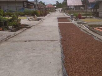 Penjemuran cengkeh di Desa Goisooinan.