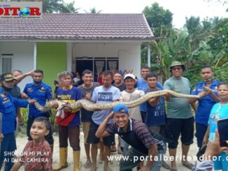 Seekor ular piton diamankan petugas Damkar Payakumbuh dari area pemukiman masarakat.