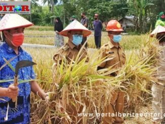 Wako Bukittinggi lakukan panen raya di areal pertanian Keltan Ngarai Saiyo.