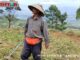 Petani Bukik Sileh.