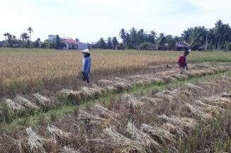 Gagal Panen karena Hama Wereng