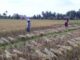 Gagal Panen karena Hama Wereng