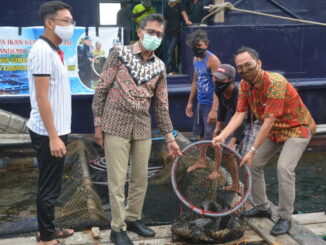 Gubernur Irwan Prayitno saat panen ikan kerapu.