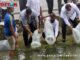 Plt Walikota Pariaman saat melepas benih ikan di irigasi Desa Sungai Pasak.