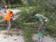 Pembersihan pohon tumbang.