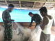 Satgas TMMD Mentawai saat ikut memperbaiki jala ikan.