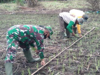 Serda Osten Sinaga ikut menanam padi dengan petani.