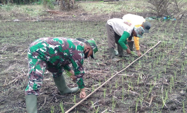 Serda Osten Sinaga ikut menanam padi dengan petani.