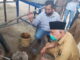 Gubernur Mahyeldi saat meninjau pengolahan serai wangi.