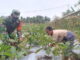 Serda Efendi di ladang masyarakat Nemnemleu.