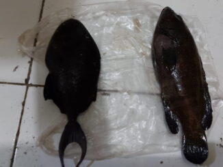 Barang bukti yang diserahkan ke polisi.