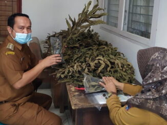 Tumpukan daun sungkai yang siap didistribusikan Camat Payakumbuh Timur kepada pasien covid 19 di Payakumhuh.