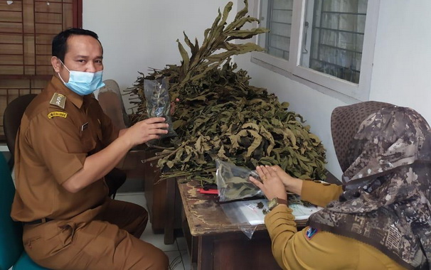 Tumpukan daun sungkai yang siap didistribusikan Camat Payakumbuh Timur kepada pasien covid 19 di Payakumhuh.