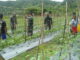 Anggota satgas TMMD-N bantu petani kacang panjang.