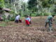 Personil TMMD saat melakukan pemupukan jagung.