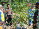 Anggota Satgas TMMD tertarik untuk mengembangkan pepaya madu tengah berada dalam kebun pepaya milik Rahmad.
