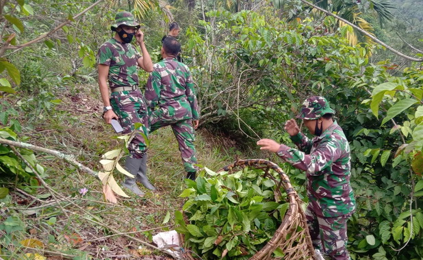 Anggota satgas TMMD ikut memetik daun gambir.