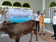 PT. IPC Terminal Petikemas Area Terminal Teluk Bayur menyerahkan 1 Ekor Sapi Qurban kepada Pengurus Masjid Baitul Atiq Seberang Padang.