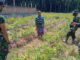 Satgas TMMDN di kebun jahe,