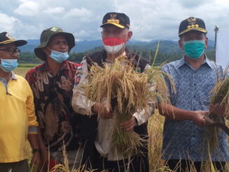 Gubernur Mahyeldi saat panen raya padi di Punggasan.