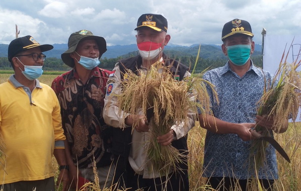 Gubernur Mahyeldi saat panen raya padi di Punggasan.