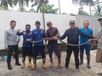 Tim Damkar Kota Payakumbuh dengan ular yang ditangkap.