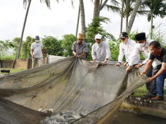 Bupati Eka Putra saat ikut panen ikan.