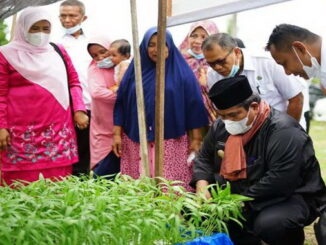 Bupati Suhatri Bur dengan didampingi Ketua TP PKK Padang Pariaman Ny. Yusrita Suhatri Bur memamen sayur organik.